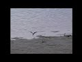 セイタカシギ（1）争い（谷津干潟） black winged stilt wild bird 野鳥 動画図鑑