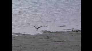 セイタカシギ（1）争い（谷津干潟） - Black-winged Stilt - Wild Bird - 野鳥 動画図鑑