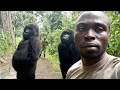 Selfie by caretakers, gorillas in DRC's Virunga park goes viral