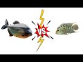 Piranha vs Flowerhorn (Live Feeding)