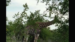 Giraffe Watching Leopard on Tree | Kruger | 26 December 2024