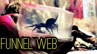 Changing a FUNNEL-WEB SPIDER enclosure - Nearly ruined my day