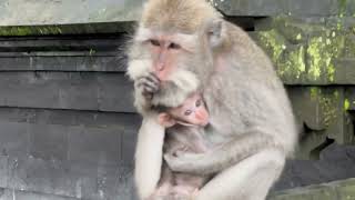 The mother monkey is very fond of her child