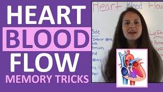 Blood Flow Through the Heart | Heart Blood Flow Circulation Supply