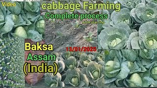 vegetable Market/Cabbage farming process after planting/