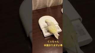 くぅちゃん体重測定😊コザクラインコ