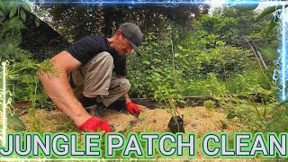 Jungle Patch Clean Up