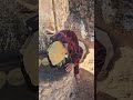 making traditional berber bread