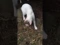 野良猫にマタタビあげてみた