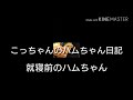 こっちゃんのハムちゃん日記「就寝前のハムちゃん」