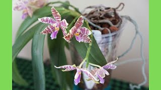 Phalaenopsis hieroglyphica Outperforms Itself Again | Semi Hydro | Species | Orchid Care Tips