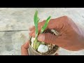 Techniques for Fast Growing, Planting Garlic in a Pot or Polybag / With Cut Edge Method