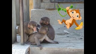 Cute Baby Monkeys EVERYWHERE! 🙈  Takasakiyama Monkey Park-Japan