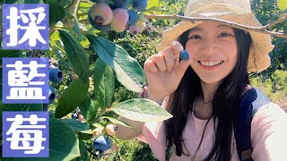 在溫哥華採有機藍莓！藍莓好好吃好便宜！U-Pick Blueberries