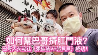 PUG如何幫巴哥狗擠肛門液￼？巴哥犬交流社臨時演員(張菠菠VS張貝貝）成功！