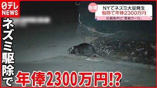 【ニューヨーク市】ネズミ大量発生…駆除担当の職員を緊急募集  応募資格に“悪者オーラ”