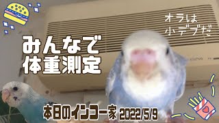 体重測定したら太り気味のおちびインコがいました