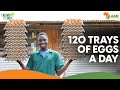 Scaling from 800 birds to a 60,000 Breeder Farm, selling 100,000  chicks a week | Farm Up