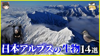 【ゆっくり解説】日本の屋根はどうできた？「日本アルプス」に生息する生物14選を解説