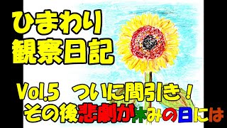 【庭いじり】ひまわり観察日記Vol5　ついに間引き！その後、悲劇が・・・ひまーくんと庭のひまわりたちにも！