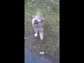 Dog vs Leafblower