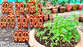 ଗେଂଡୁ ଫୁଲ (African Marigold ) ଚାରା ତିଆରି କରିବାର ସମ୍ପୂର୍ଣ ପ୍ରଣାଳୀ  || Grow Marigold from Seeds