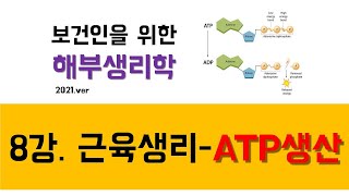 해부생리학) 8강 근육생리-ATP 생성(ATP-PCr, 해당작용, 산화작용)