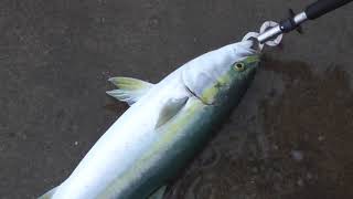 ルアーにヒットした青物魚ブリ　和歌山釣太郎