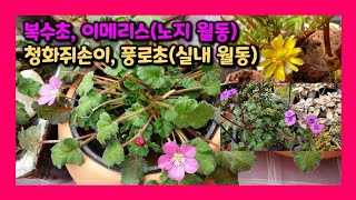 월동하는 #복수초 #이메리스 #청화쥐손이 #풍로초 구경하세요