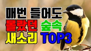 항상 이름도 모르고 들었던 숲속 새소리 TOP3