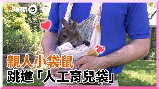 小袋鼠見「人工育兒袋」一頭栽進去！與飼養員互動超萌｜野生動物｜美國芝加哥｜動物園｜動物保育