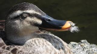 凄く気持ちよさそうに寝るエンジェルウイングの筆毛が伸びてきたカルガモEastern Spot-billed Duck / Anas zonorhyncha　　DSCN4636