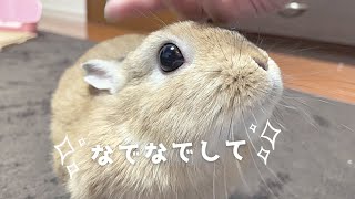 なでなでを止めさせてくれない甘えん坊うさぎ