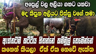 මද කිපුන අලියට පිස්සු වගේ තමා....... | elephant language | elephant | how to control elephant attack