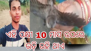 ଏହି ପକ୍ଷୀ 10 ମାସ ଉପରେ ଉଡ଼ି ରହି ଥାଏ,New 🐦 Bird  10 month flying Birds