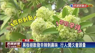 行道樹「黑板樹」開花  散發刺鼻臭味遭投訴－民視新聞