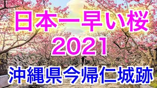 日本一早い桜‼︎沖縄県今帰仁城跡　桜満開2021