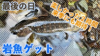 【４Ｋ】山形県 今年最後の禁漁直前の渓流釣りサビをまとった岩魚との出会い