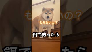 爆笑‼️餌を食べたのにまだ期待する柴犬の顔が面白すぎる😂　#柴犬　#犬　#おもしろ #犬のいる暮らし #犬のいる暮らし