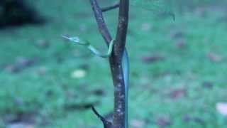 Vine Snake 綠瘦蛇