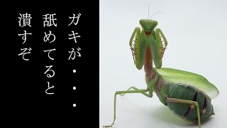 【ゆっくり】この世をカマキリ色に染めてやるpart４【ムネアカハラビロカマキリ】