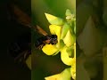 meet tetragonula hockingsi the stingless bee