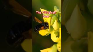 Meet Tetragonula hockingsi: The Stingless Bee!