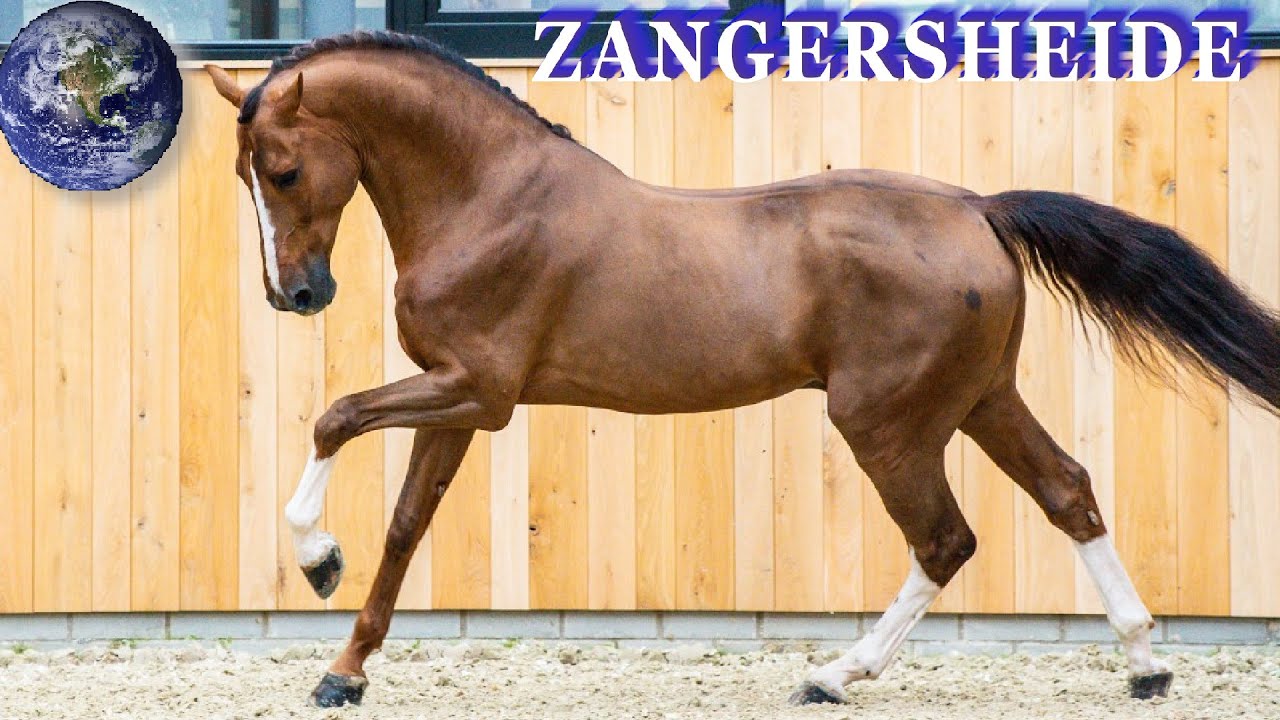 TOP Beautiful Zangersheide Horse In The World! - YouTube