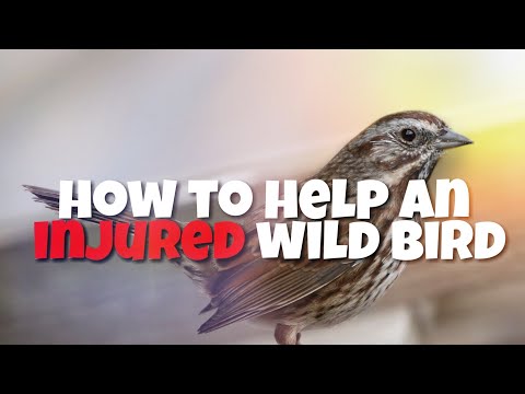 What do you do with an injured bird of prey?