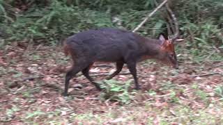 山羌 雄 陳育賢   新北市烏來區福山植物園 00919