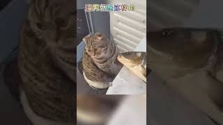 多么朴实无华的温暖，像不像你的男朋友搞笑视频猫要成精了搞笑配音一定要看到最后