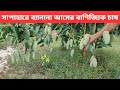 সাপাহারে ব্যানানা আমের বাণিজ্যিক চাষে বাম্পার ফলন ।।  Banana Mango Cultivation in Sapahar