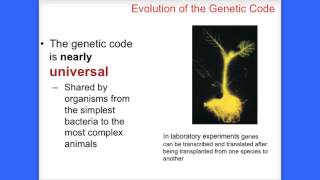 How proteins  are made?