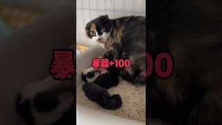 不管生不生娃，老娘脾气都是这么暴躁！#猫咪 #流浪猫 #中华田园猫 #我和流浪猫的故事